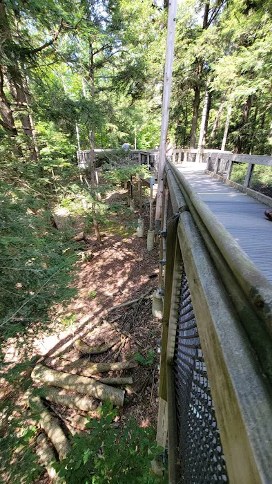 Hartwick Pines State Park Campground Picture 7