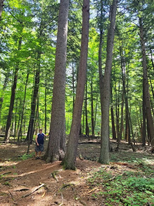 Hartwick Pines State Park Campground Picture 3