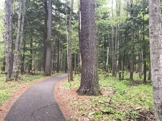 Hartwick Pines State Park Campground Picture 1