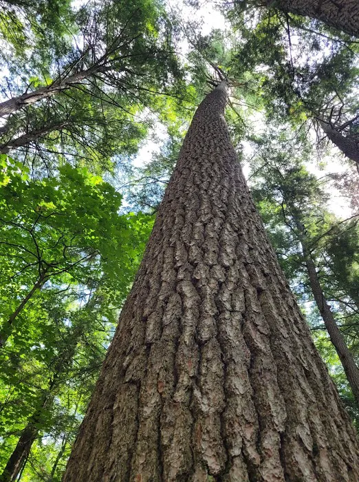 Hartwick Pines State Park Campground Picture 6