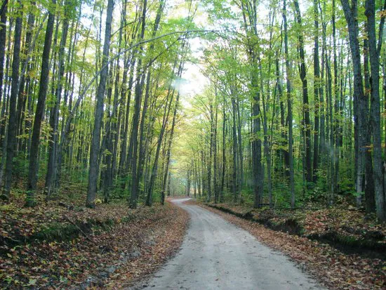Hartwick Pines State Park Campground Picture 5