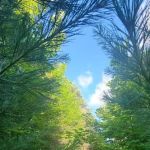 Camp Stonewood Ranch