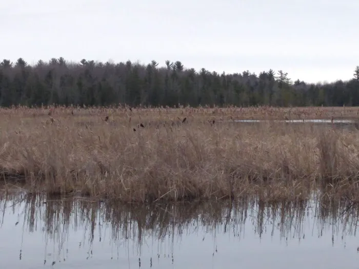 Rollways Day Use Area Picture 1