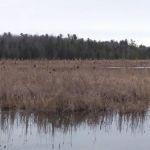 Rollways Day Use Area