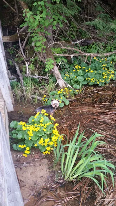 Rollways Day Use Area Picture 8