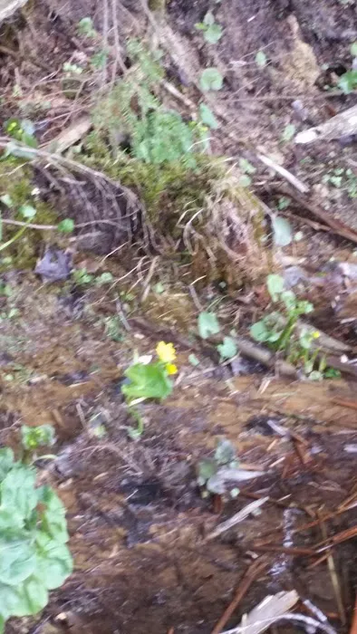 Rollways Day Use Area Picture 10