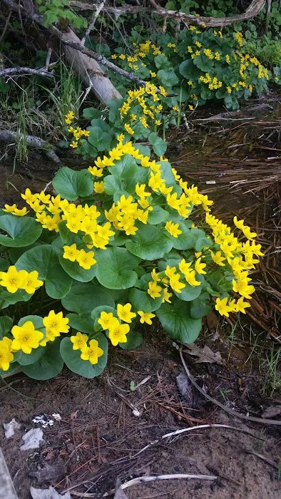 Rollways Day Use Area Picture 9