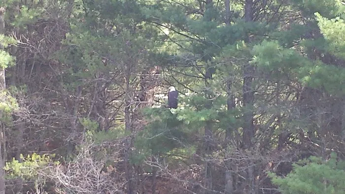 South Branch Trail Camp for the Shore to Shore Horseback and Hiking Trail Picture 2