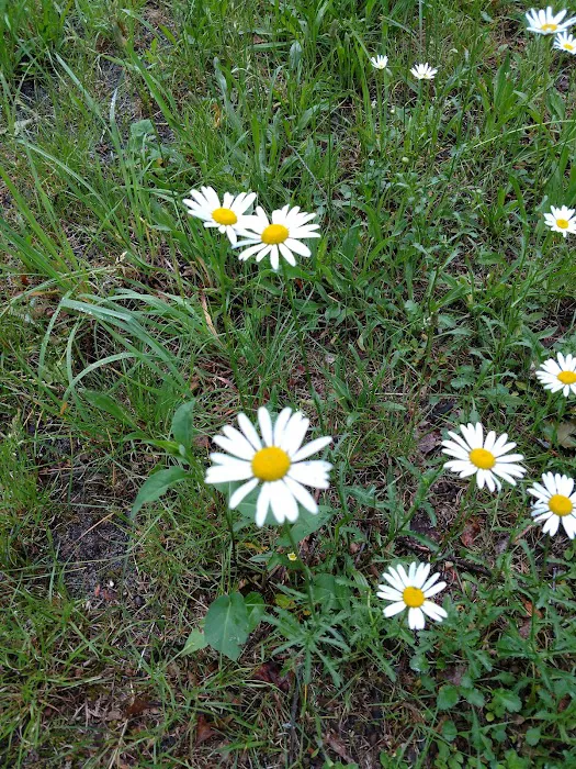 Old Grade Campground Picture 7