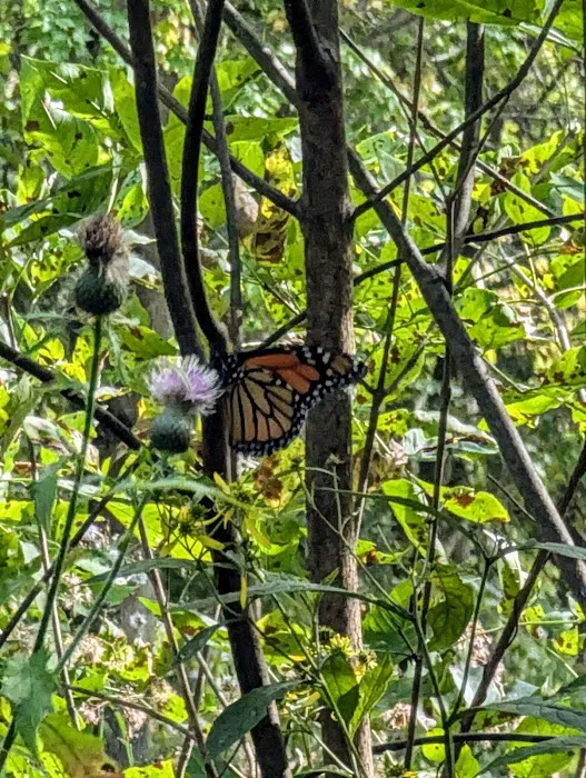 Harry L Swartz Campground Picture 8