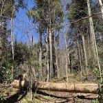 Backcountry Campsite #31