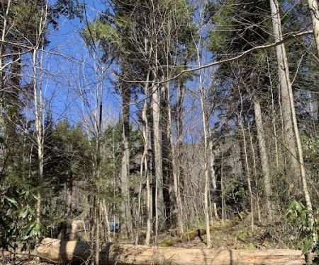 Backcountry Campsite #31