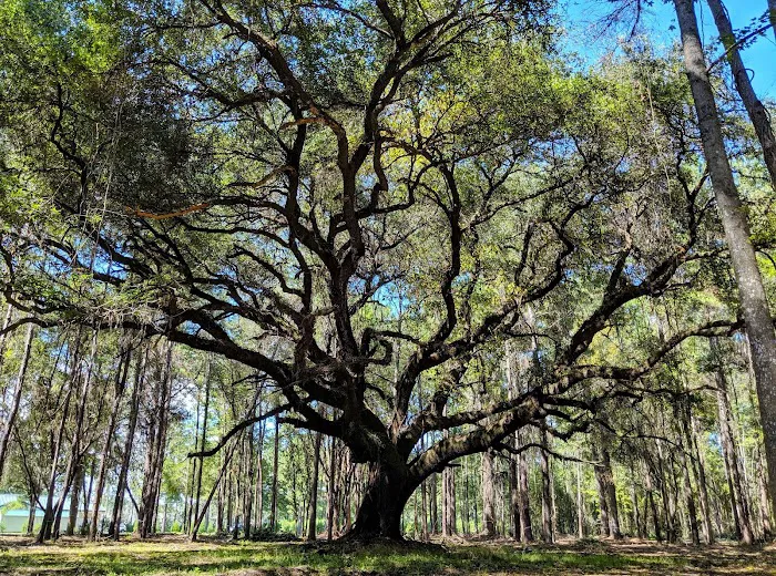 Heirloom Hamlet Picture 9