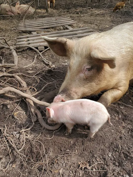 Camp On The Farm Picture 10