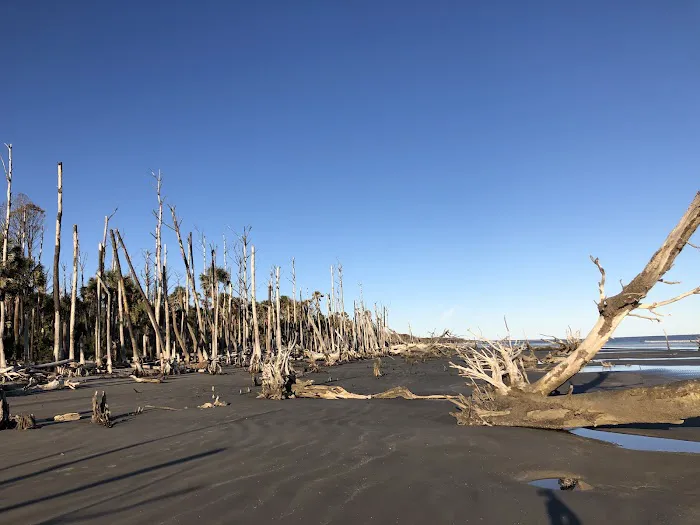 Capers Island Heritage Preserve Picture 6