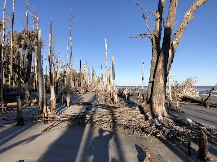 Capers Island Heritage Preserve Picture 10