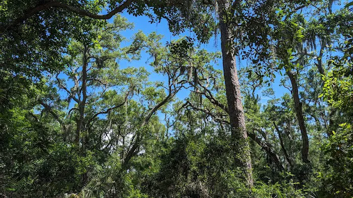 Edisto Beach State Park Campground Picture 10