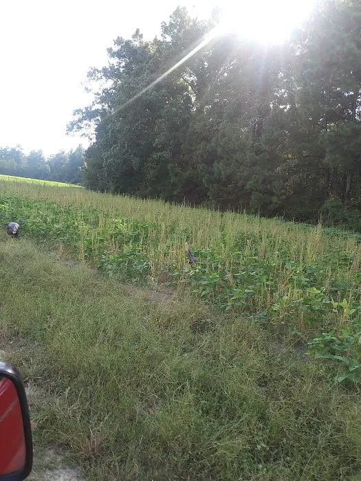 Elmwood Hunt Camp Picture 6