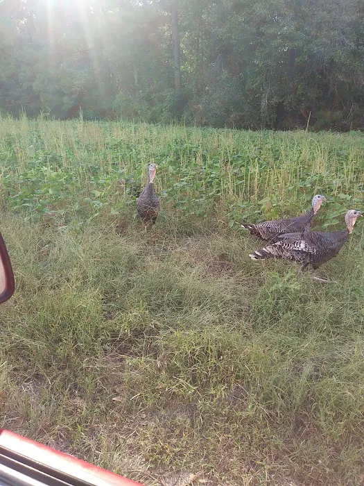 Elmwood Hunt Camp Picture 5