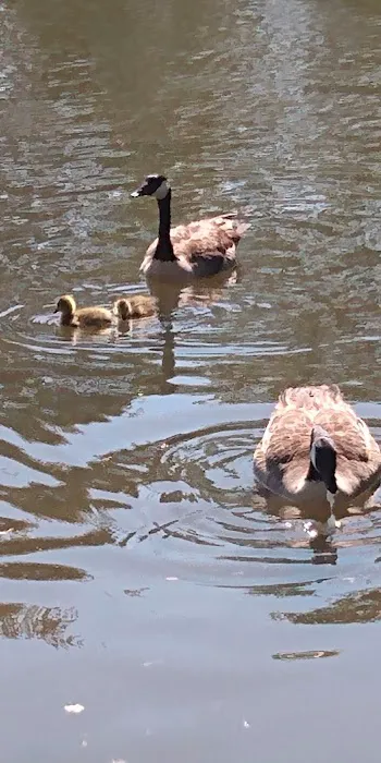 Little River Park Campground Picture 4