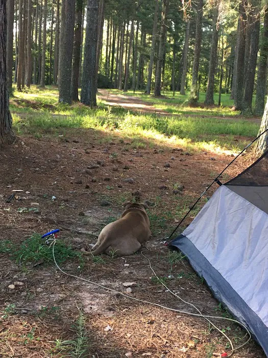 Campgrounds for Dawsonville Forest WMA Picture 3