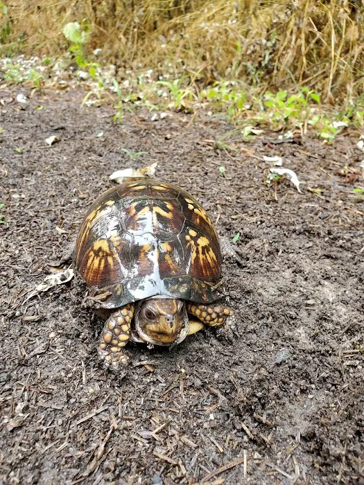 Campgrounds for Dawsonville Forest WMA Picture 2