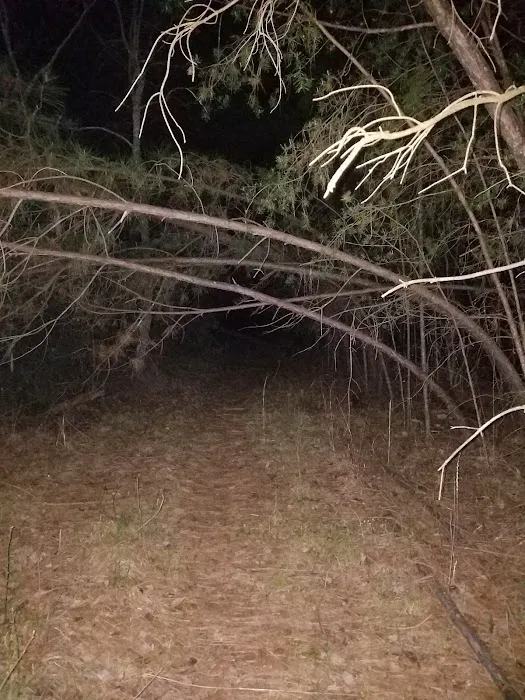 Campgrounds for Dawsonville Forest WMA Picture 1