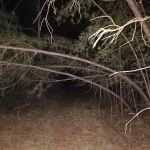 Campgrounds for Dawsonville Forest WMA