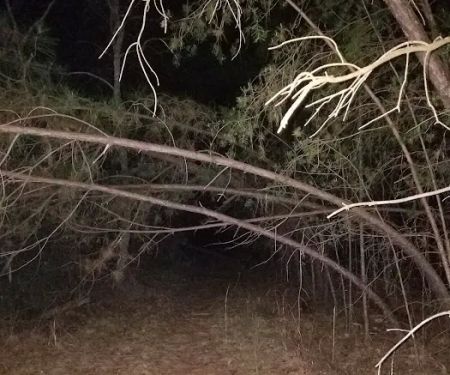 Campgrounds for Dawsonville Forest WMA