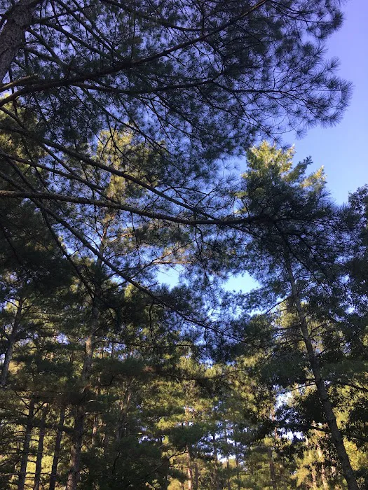 Campgrounds for Dawsonville Forest WMA Picture 10