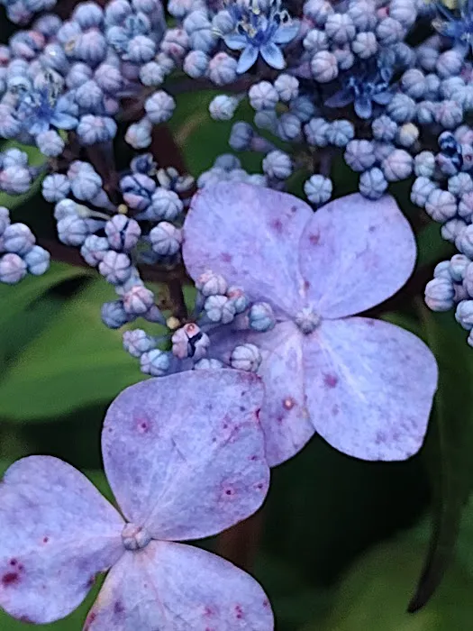 Mountain View Campground Picture 5