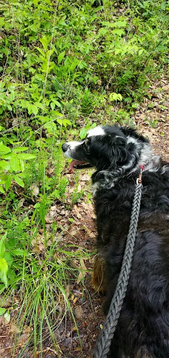 Mountain View Campground Picture 6