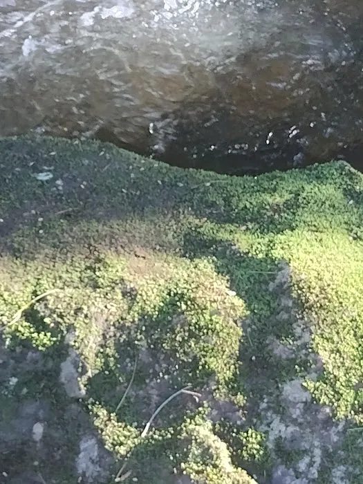 Mountain View Campground Picture 8