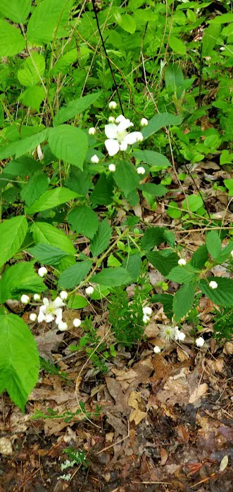 Mountain View Campground Picture 9