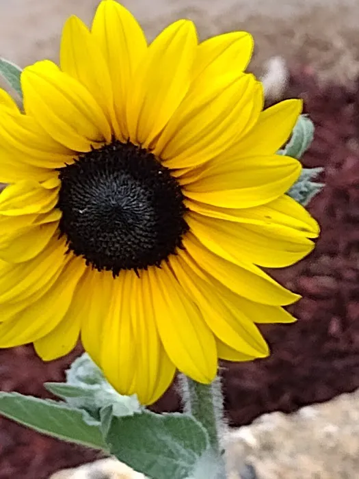 Mountain View Campground Picture 7