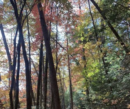 Dockery Lake Recreation Area