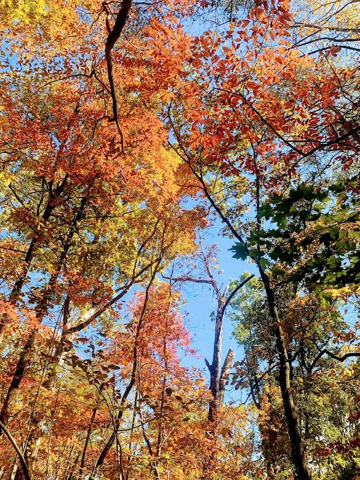 Dockery Lake Recreation Area Picture 6