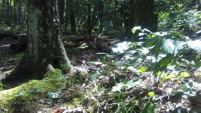 Dockery Lake Recreation Area Picture 7