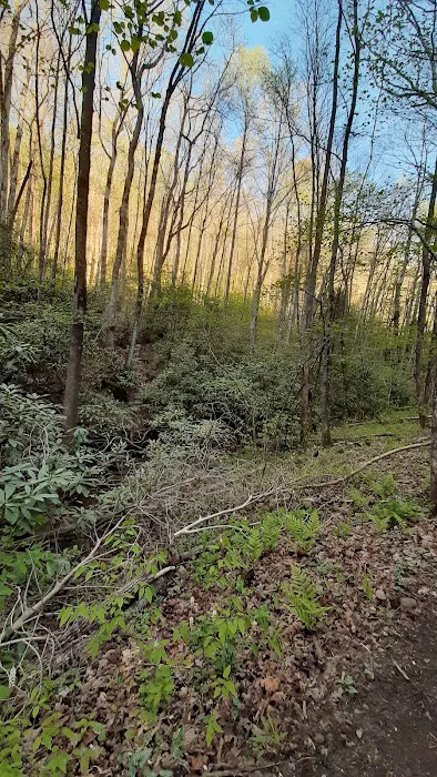 Gooch Mountain Shelter Picture 8