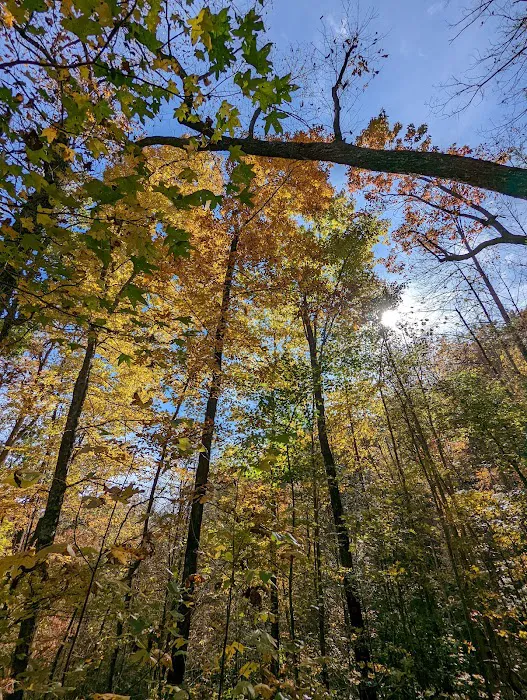 DeSoto Falls Recreation Area Picture 10