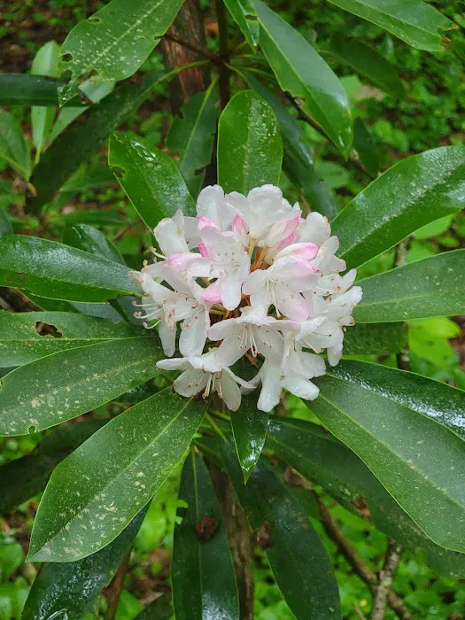 Justus Creek Campsites Picture 1