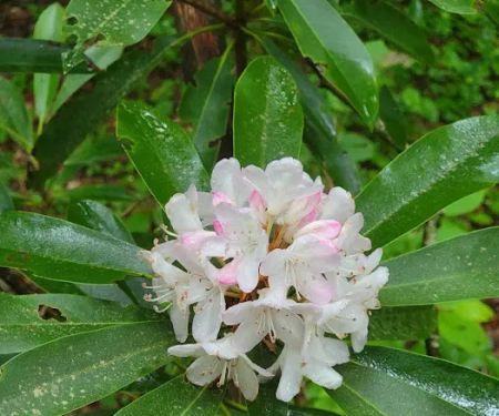 Justus Creek Campsites