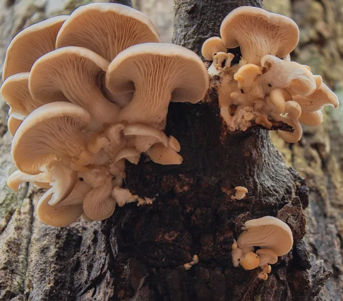 Desoto Falls Recreation Area Picture 2