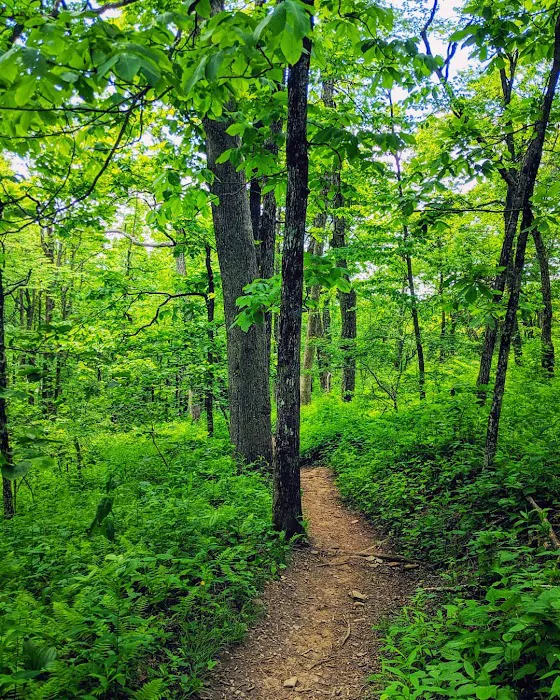 Whitley Gap Shelter Picture 1