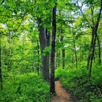 Whitley Gap Shelter ico