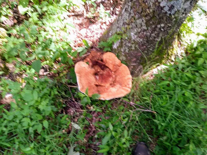 Whitley Gap Shelter Picture 7