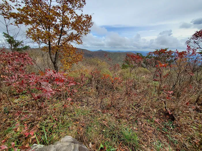 Wolf Laurel Top Picture 3