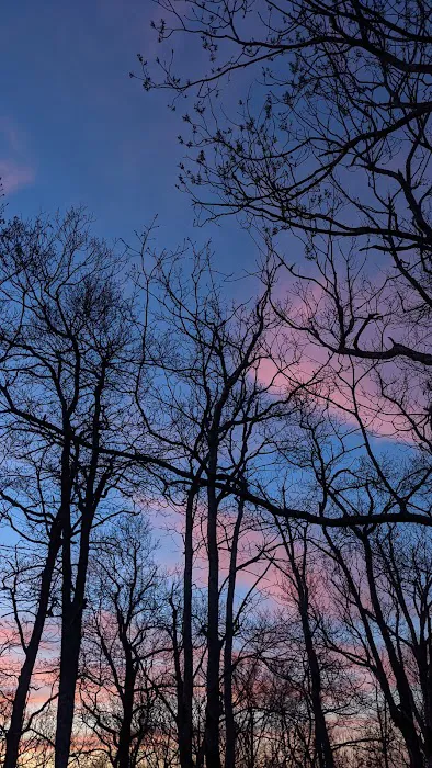 Wolf Laurel Top Picture 6