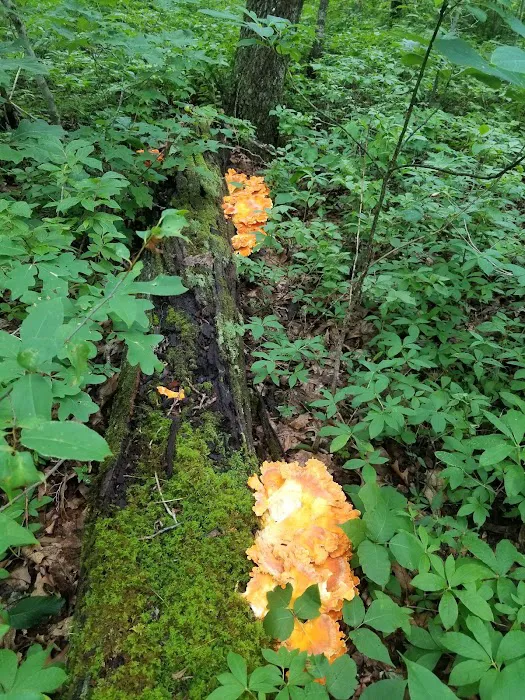 Wolf Laurel Top Picture 10