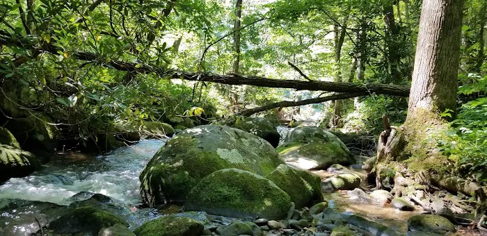 Backcountry Campsite #98 Picture 6